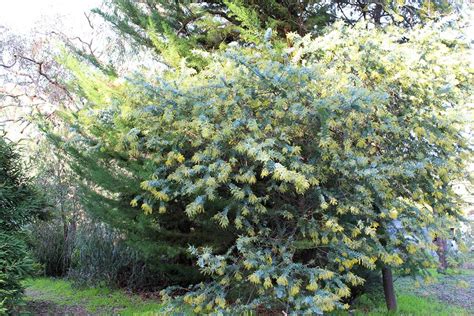 樹木|庭木におすすめの常緑樹38種！低木、中木、高木、花木、果樹、。